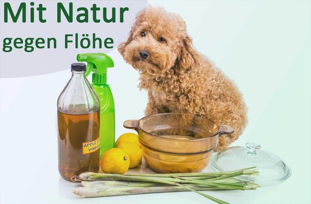 Effektive Flohbekämpfung beim Hund: Was hilft gegen Flöhe?