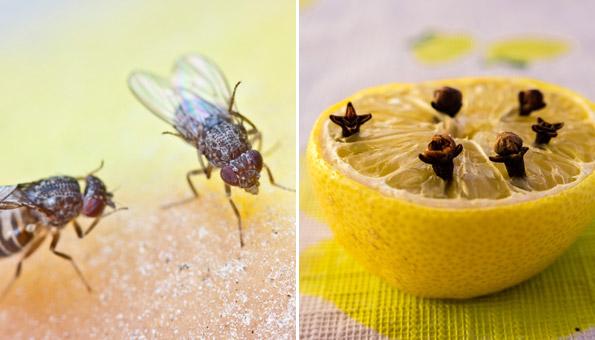 Vorbeugung und Bekämpfung von Fruchtfliegen: So halten Sie die lästigen Insekten fern Vorbeugung und Bekämpfung von Fruchtfliegen: So halten Sie die lästigen Insekten fern