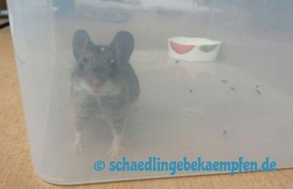 Lebendfallen selber bauen: Ratgeber für eine effektive Rattenbekämpfung