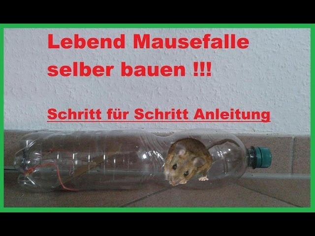 Ungiftige Rattenfalle selber machen: Anleitung und Materialien
