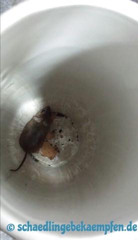 Effektive Rattenfalle selber bauen: Anleitungen und Tipps