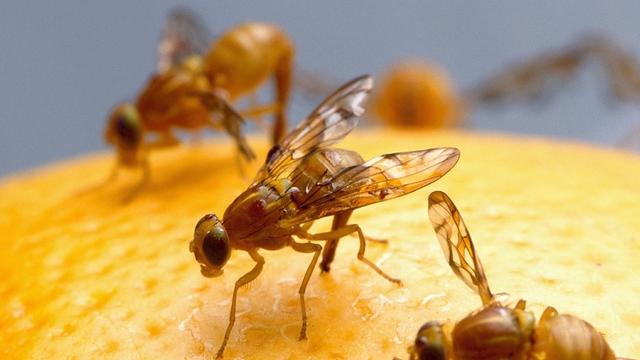 Praktische Maßnahmen zur Vorbeugung von Fruchtfliegenbefall Praktische Maßnahmen zur Vorbeugung von Fruchtfliegenbefall