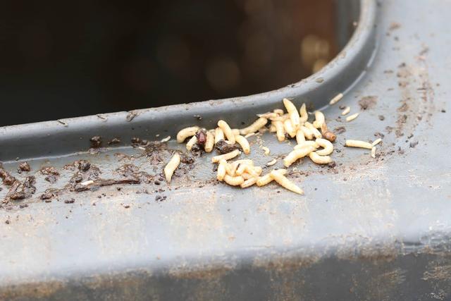 Tipps zur Bekämpfung von Maden in der Biotonne Tipps zur Bekämpfung von Maden in der Biotonne