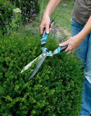 Eibe zurückschneiden: Gesetzliche Vorgaben und praktische Tipps für einen sicheren Schnitt Eibe zurückschneiden: Gesetzliche Vorgaben und praktische Tipps für einen sicheren Schnitt