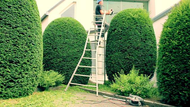 Der richtige Zeitpunkt zum Schneiden von Eiben - Wichtige Informationen und Hinweise Der richtige Zeitpunkt zum Schneiden von Eiben - Wichtige Informationen und Hinweise