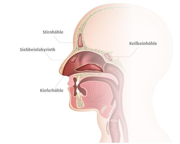 Verstopfte Nase: Ein visueller Einblick in die Nasenhöhle
