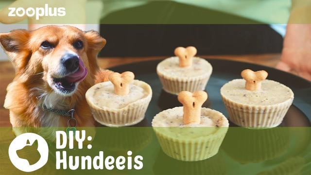 Erfrischendes Hundeeis selber machen – einfache Rezepte Erfrischendes Hundeeis selber machen – einfache Rezepte