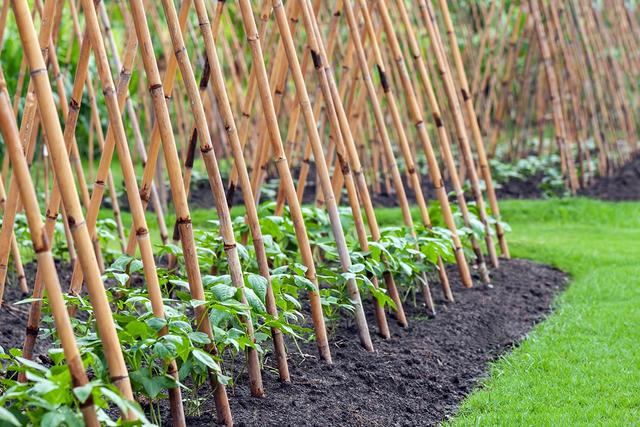 Platzsparend Gurken anbauen: DIY Rankhilfen für den eigenen Garten Platzsparend Gurken anbauen: DIY Rankhilfen für den eigenen Garten