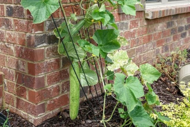 Ertrag steigern mit selbstgebauten Rankhilfen für Gurken in Ihrem Garten Ertrag steigern mit selbstgebauten Rankhilfen für Gurken in Ihrem Garten