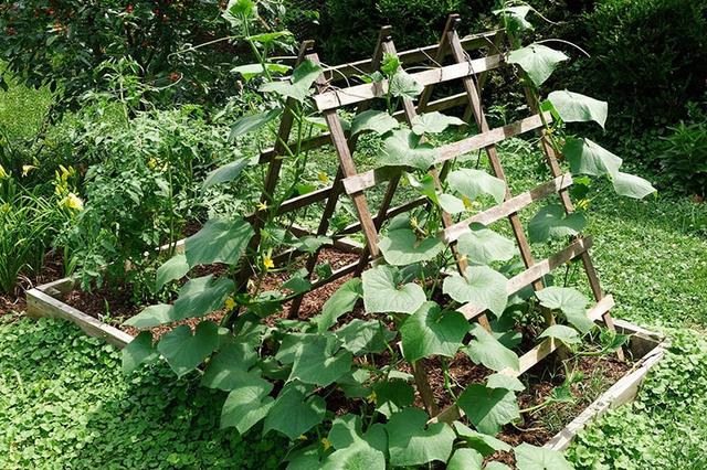 Kreativ und praktisch: DIY Ideen für Gurken Rankhilfen zum Selbermachen Kreativ und praktisch: DIY Ideen für Gurken Rankhilfen zum Selbermachen