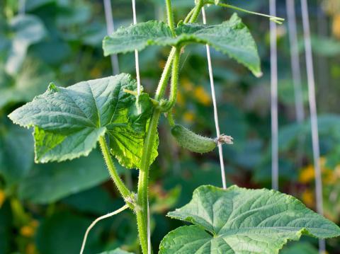 Gurken und ihre ungewöhnliche Fortpflanzung: Das Geheimnis der Eheunfähigkeit Gurken und ihre ungewöhnliche Fortpflanzung: Das Geheimnis der Eheunfähigkeit