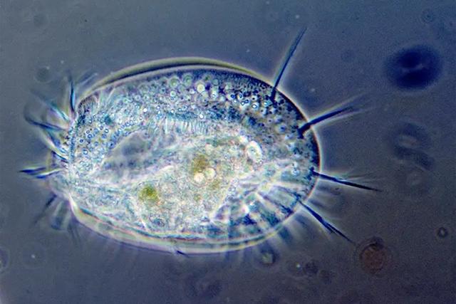 Einzeller als Grundlage des Lebens: Warum sie so wichtig für unseren Planeten sind Einzeller als Grundlage des Lebens: Warum sie so wichtig für unseren Planeten sind