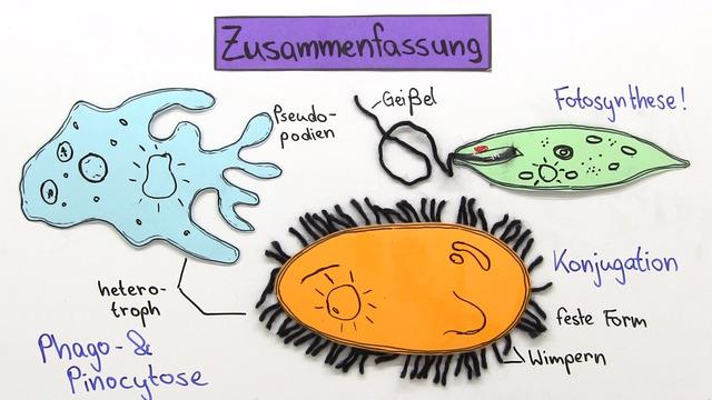 Einzeller: Definition, Eigenschaften und Bedeutung in der Biologie Einzeller: Definition, Eigenschaften und Bedeutung in der Biologie
