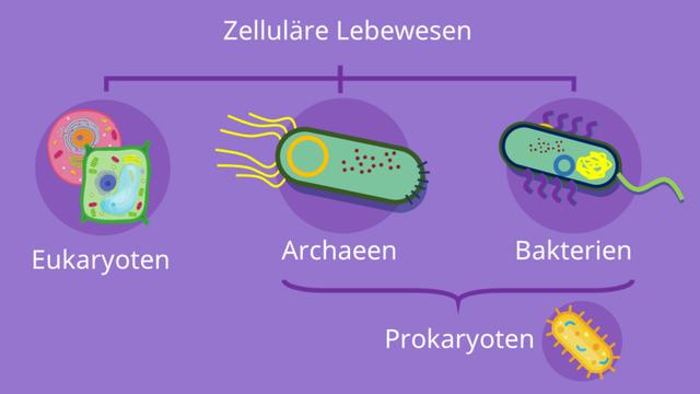Prokaryoten und Eukaryoten: Unterschiede zwischen den beiden Arten von Einzellern Prokaryoten und Eukaryoten: Unterschiede zwischen den beiden Arten von Einzellern