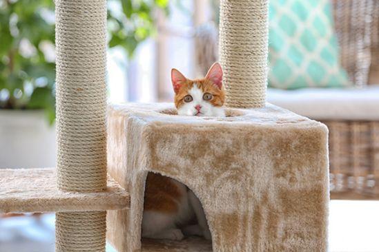 Kratzbaum selber bauen: Wichtige Schritte und Tipps Kratzbaum selber bauen: Wichtige Schritte und Tipps