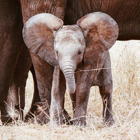 Das Geheimnis des kostbaren Elefantenharns: Warum ist er so begehrt? Das Geheimnis des kostbaren Elefantenharns: Warum ist er so begehrt?