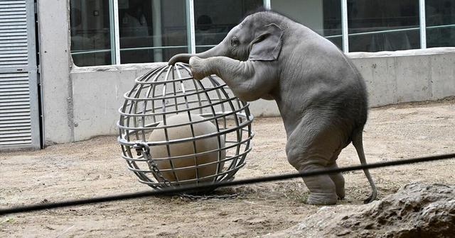 Die wertvolle Bedeutung von Elefantenharn: Warum ist Elefantenurin so kostbar? Die wertvolle Bedeutung von Elefantenharn: Warum ist Elefantenurin so kostbar?