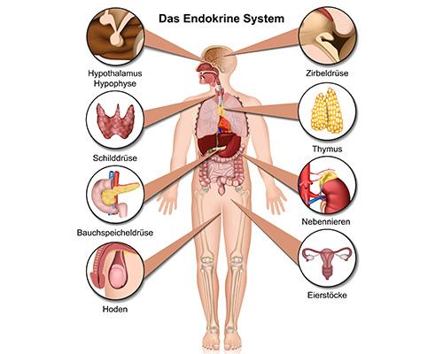 Endokrinologe: Spezialist für Hormonstörungen und ihre Behandlung Endokrinologe: Spezialist für Hormonstörungen und ihre Behandlung