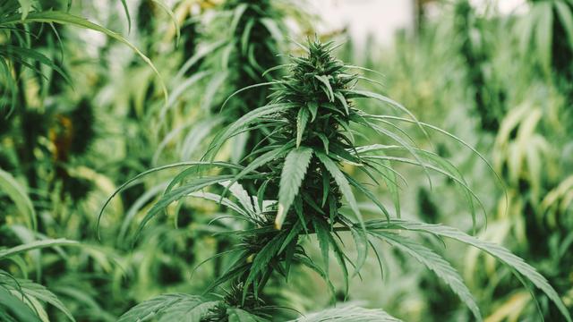 Die Bedeutung von Hanf für die Weltgesundheit Die Bedeutung von Hanf für die Weltgesundheit