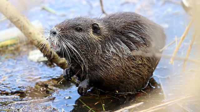 Die Rolle der Nutrias in Ökosystemen: Ein Blick auf ihre Auswirkungen Die Rolle der Nutrias in Ökosystemen: Ein Blick auf ihre Auswirkungen