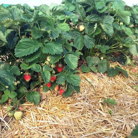 Frische Erdbeeren direkt vom Feld: Selbstpflücke in der Umgebung Frische Erdbeeren direkt vom Feld: Selbstpflücke in der Umgebung