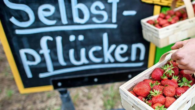 Genieße den Sommer mit selbstgepflückten Erdbeeren in deiner Nähe Genieße den Sommer mit selbstgepflückten Erdbeeren in deiner Nähe