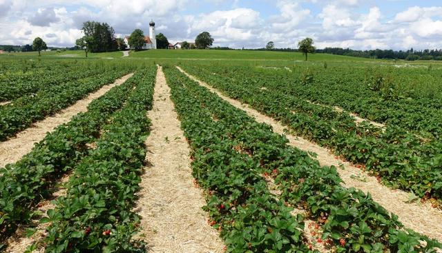 Erlebe das Vergnügen des Selbstpflückens: Erdbeerhöfe in der Nähe entdecken Erlebe das Vergnügen des Selbstpflückens: Erdbeerhöfe in der Nähe entdecken