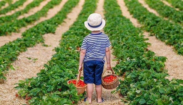 Erdbeeren selber pflücken: Entdecke die besten Höfe in deiner Nähe Erdbeeren selber pflücken: Entdecke die besten Höfe in deiner Nähe