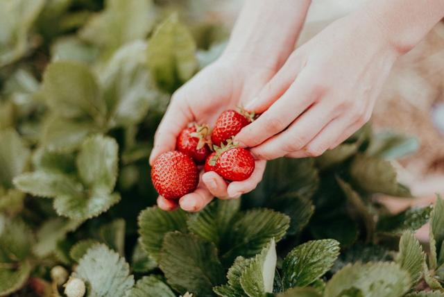 Selber Erdbeeren pflücken in Hamburg: Spaß für die ganze Familie Selber Erdbeeren pflücken in Hamburg: Spaß für die ganze Familie