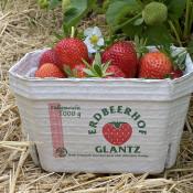Erdbeeren selber pflücken in Hamburg: Die besten Höfe für frische Früchte Erdbeeren selber pflücken in Hamburg: Die besten Höfe für frische Früchte