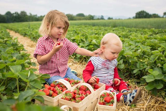 Erdbeerfeld selber pflücken: Genuss und Spaß für die ganze Familie
