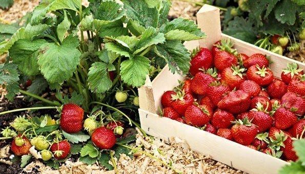 Verbringen Sie einen Tag in der Natur: Wo man Erdbeerfelder selbst pflücken kann Verbringen Sie einen Tag in der Natur: Wo man Erdbeerfelder selbst pflücken kann