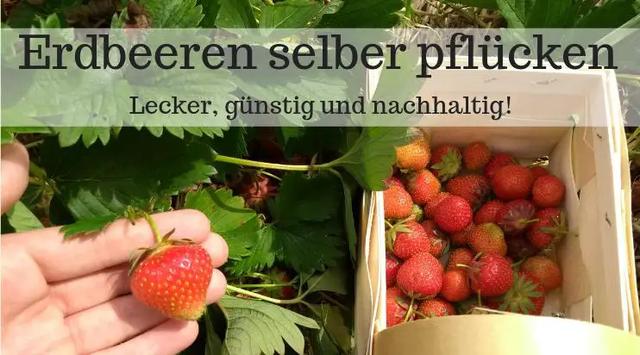 Erdbeerfelder selber pflücken: Tipps und Empfehlungen für ein unvergessliches Erlebnis Erdbeerfelder selber pflücken: Tipps und Empfehlungen für ein unvergessliches Erlebnis