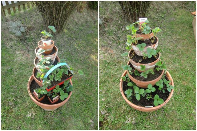 Frische Erdbeeren aus eigener Ernte: Anleitung zum Bau eines Erdbeerturms