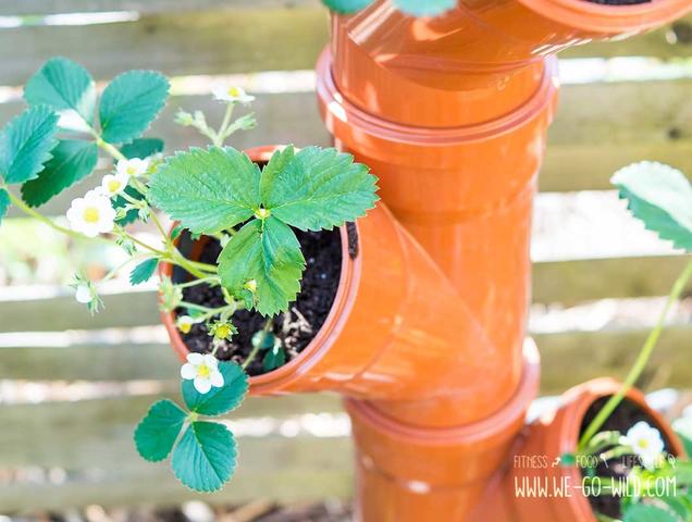 Genieße frische Erdbeeren das ganze Jahr über: So baust du einen eigenen Erdbeerturm