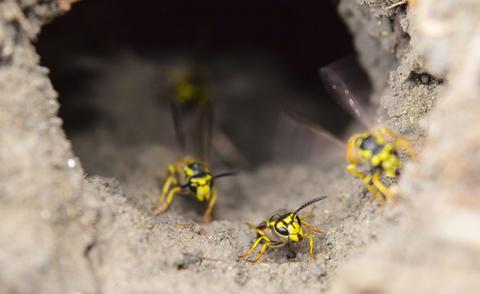 Umsiedeln oder bekämpfen? Die besten Strategien gegen Erdwespen im Garten