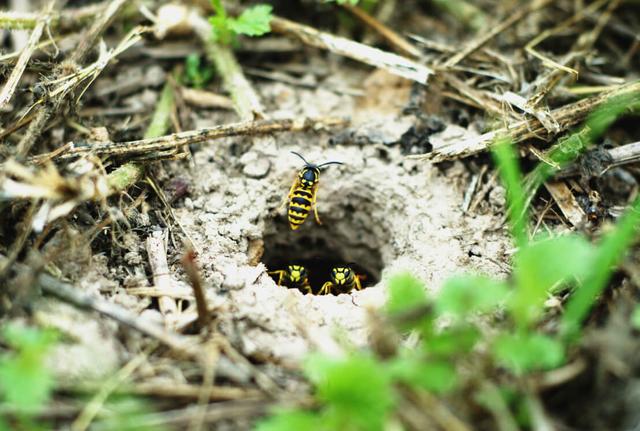 Expertentipps zum Umgang mit Erdwespen: Sicherheit und effektive Maßnahmen