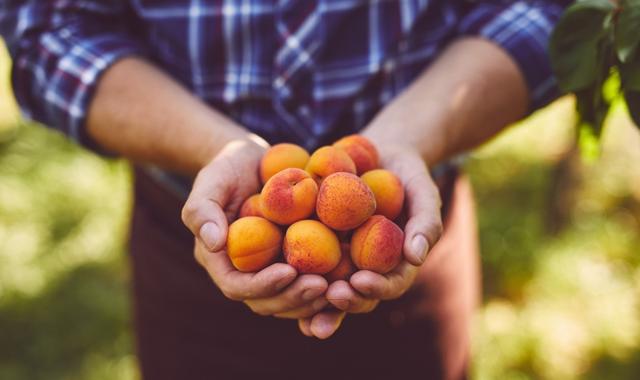 Marillen: Eine süße Versuchung mit gesundheitlichen Vorteilen