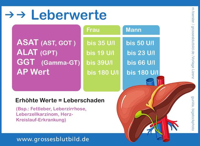 Zusammenhang zwischen erhöhten GGT-Werten und Gallensteinen oder alkoholbedingten Leberschädigungen Zusammenhang zwischen erhöhten GGT-Werten und Gallensteinen oder alkoholbedingten Leberschädigungen
