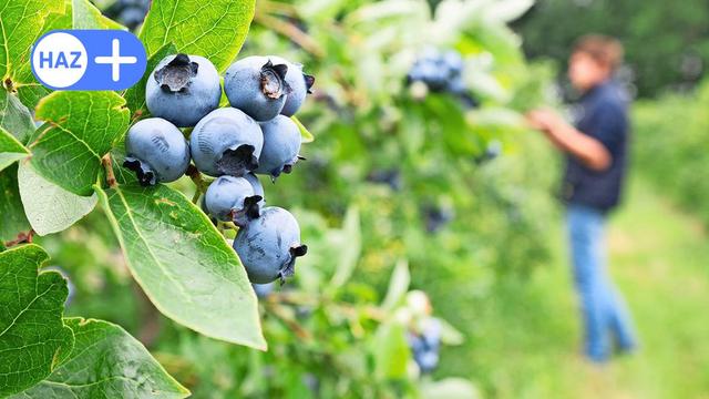 Unvergessliches Familienabenteuer: Gemeinsam Heidelbeeren selber pflücken und die Schönheit der Natur erleben Unvergessliches Familienabenteuer: Gemeinsam Heidelbeeren selber pflücken und die Schönheit der Natur erleben
