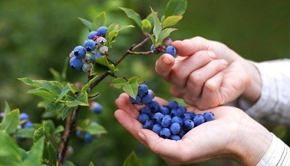 Entdecken Sie die Vielfalt der Heidelbeere beim eigenen Pflücken in idyllischer Umgebung Entdecken Sie die Vielfalt der Heidelbeere beim eigenen Pflücken in idyllischer Umgebung