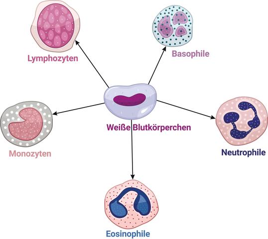 Wie Sie Ihre Immunabwehr stärken können: Die Rolle der Ernährung bei einem Mangel an weißen Blutkörperchen