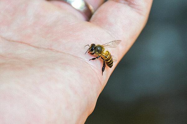 Bienenstich behandeln: Wann zum Arzt gehen? Bienenstich behandeln: Wann zum Arzt gehen?