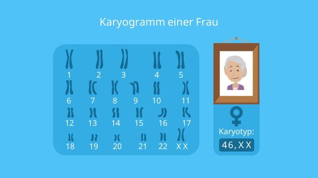 Die Bedeutung des Karyotyps: Was kann ein Karyogramm zeigen? Die Bedeutung des Karyotyps: Was kann ein Karyogramm zeigen?