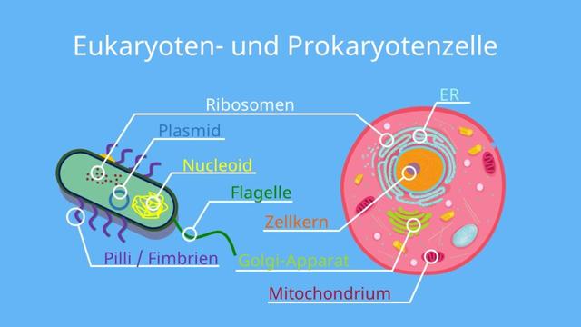 Vergleich von Eukaryoten und Prokaryoten: Gemeinsamkeiten und Unterschiede Vergleich von Eukaryoten und Prokaryoten: Gemeinsamkeiten und Unterschiede