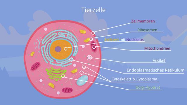 Eucyten: Der Zellkern und seine Bedeutung für Eukaryoten Eucyten: Der Zellkern und seine Bedeutung für Eukaryoten