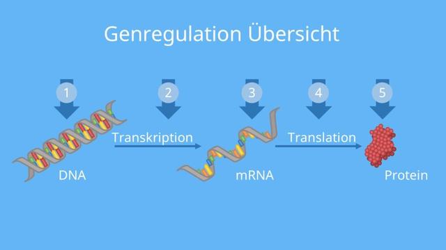 Genregulation bei Eukaryoten: Wie funktioniert sie? Genregulation bei Eukaryoten: Wie funktioniert sie?
