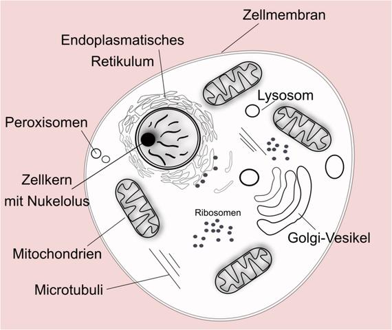 Die eukaryotische Zelle: Aufbau und Funktionen Die eukaryotische Zelle: Aufbau und Funktionen