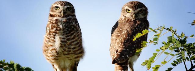 Warum sagt man "Eulen nach Athen tragen"?