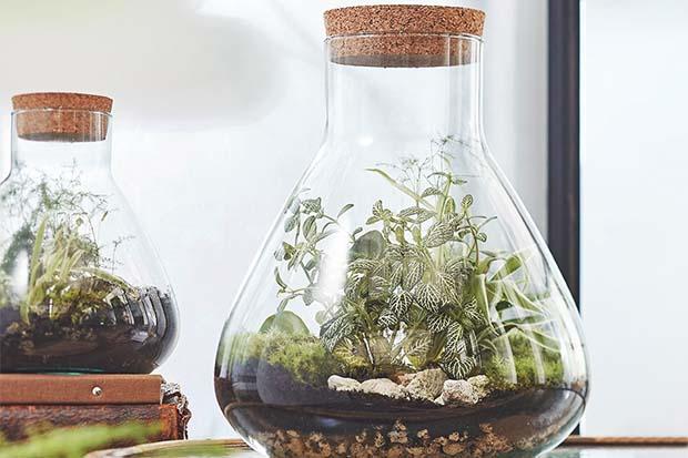 DIY-Anleitung: So gestalten Sie Ihren eigenen Flaschengarten DIY-Anleitung: So gestalten Sie Ihren eigenen Flaschengarten